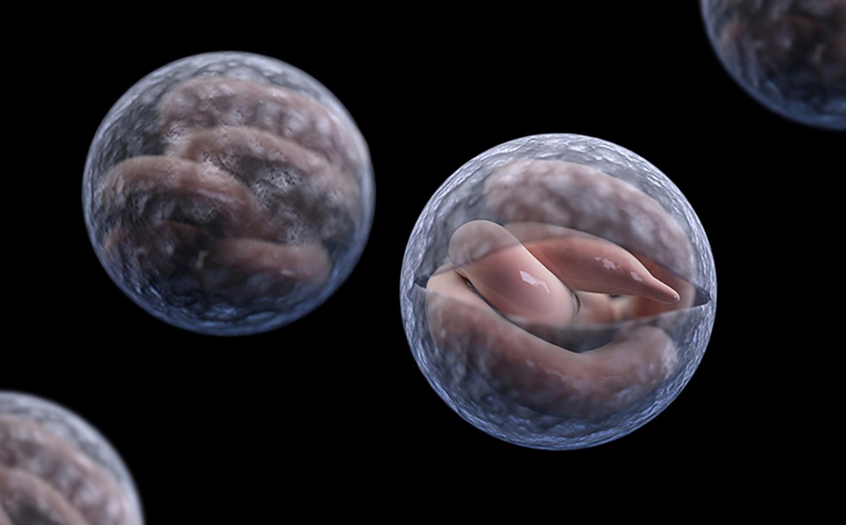 鹅粪可以驱蛇吗,蛇怕鹅粪吗