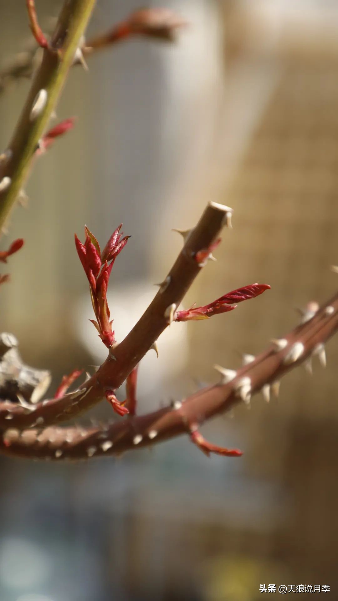 月季的正确抹芽方法,月季抹芽的正确方法