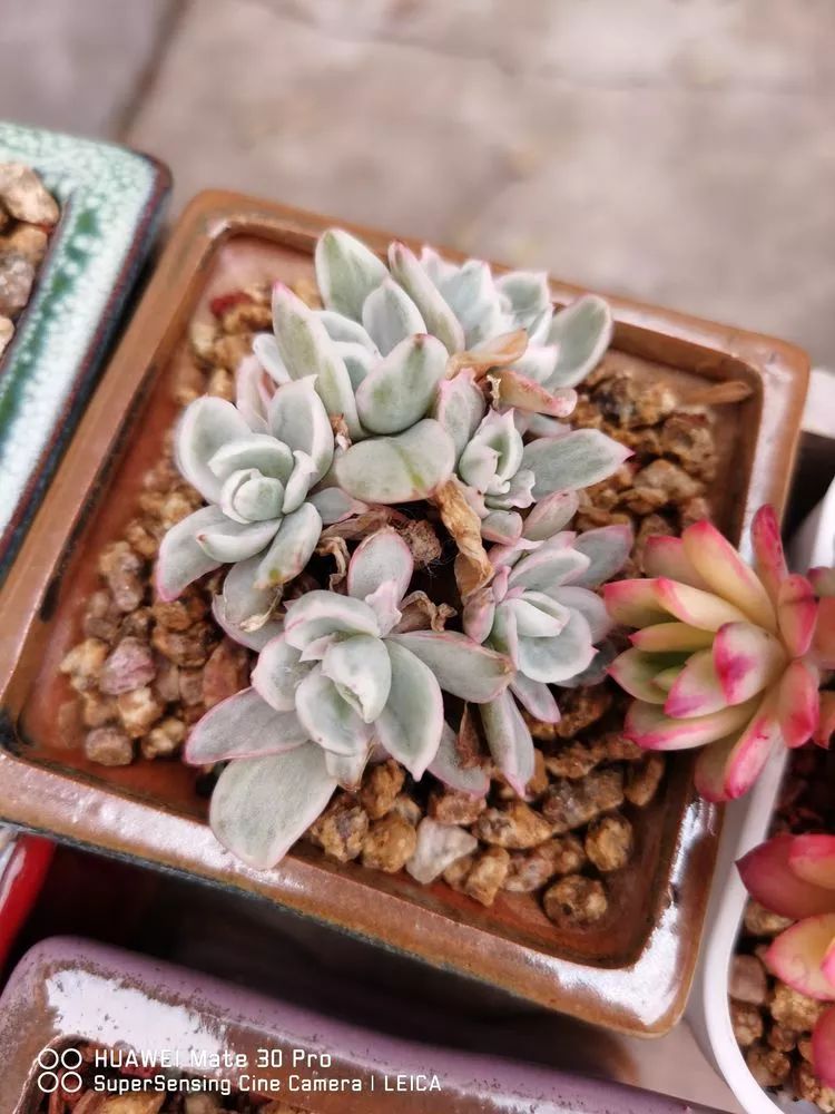 冬日如何更好地养多肉,冬天可以户外养护的多肉