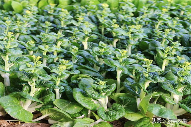 广西地区种哪种菜心比较高产,菜心高产栽培关键技术