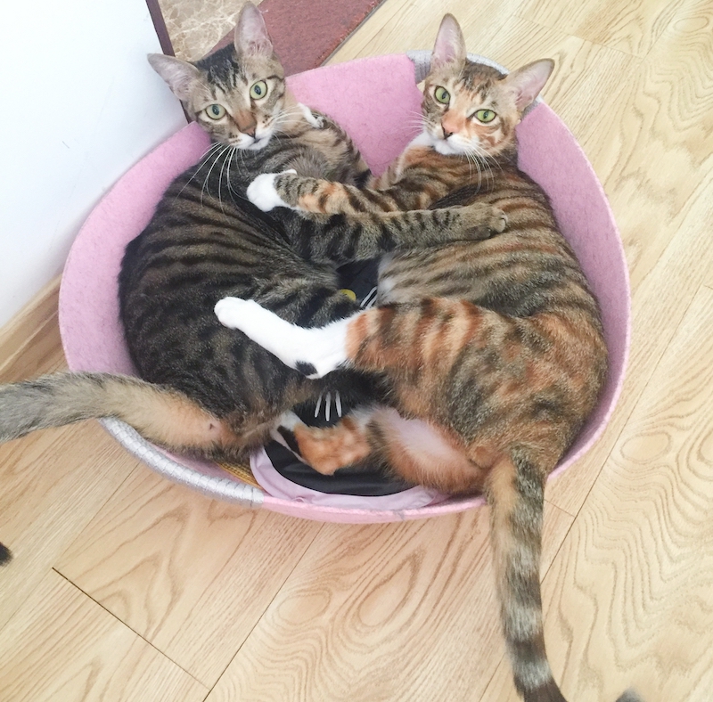 养了一对猫兄妹怎么办,养兄妹猫好不好