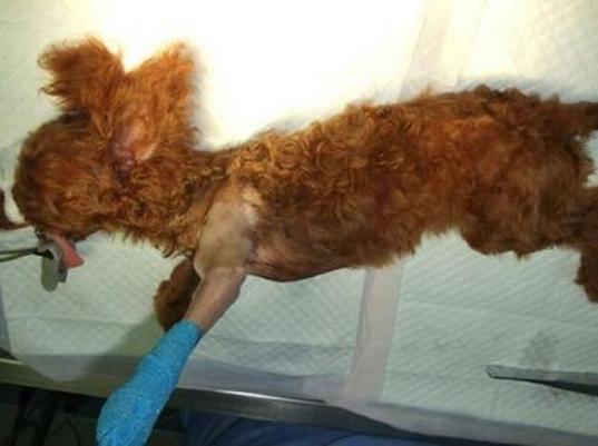 怎样挑选50天的泰迪犬,小型犬为啥不推荐泰迪犬