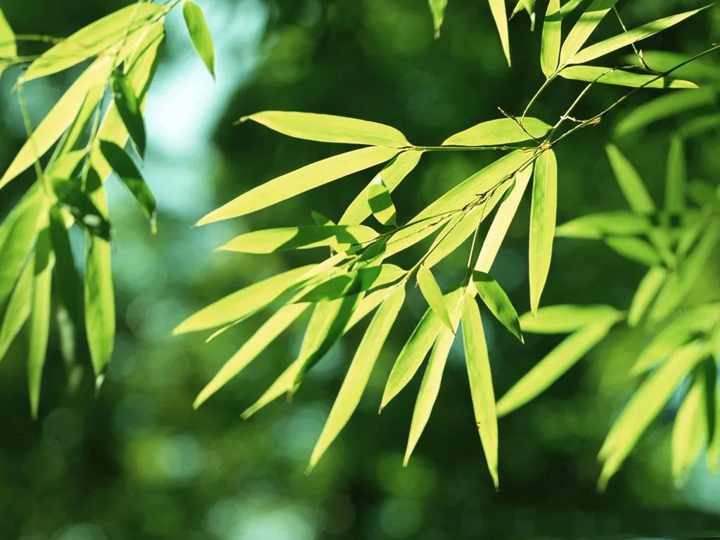 修剪过的凤尾竹长出新枝叶,修剪凤尾竹