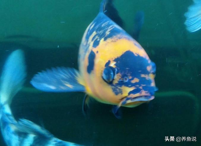 红霉素眼膏可以治疗观赏鱼蒙眼吗,观赏鱼蒙眼治疗方法