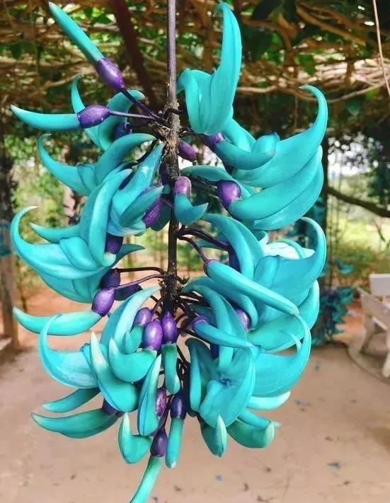 十种蓝色花,常见的六种蓝色花