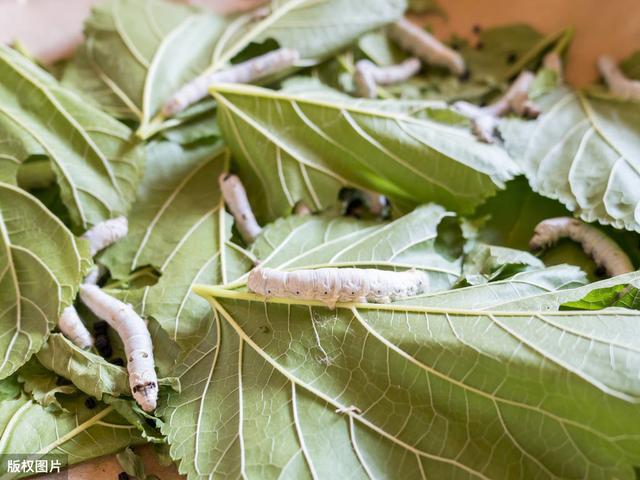 蚕病防治技术100问,蚕的防治方案