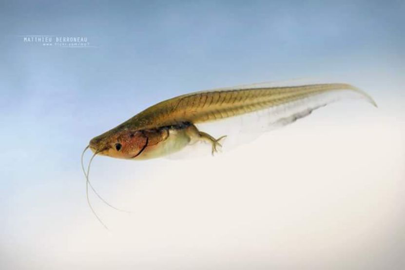 蛤？没想到你是这样的，爪蟾