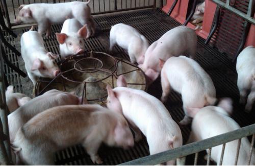 仔猪价格涨了怎么生猪价不涨,仔猪价格回落的原因有哪些