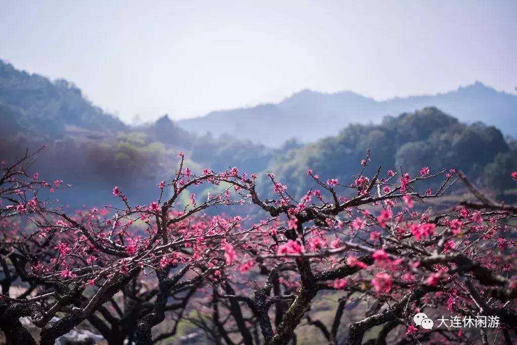 大连西山公园花海,大连郁金香花海