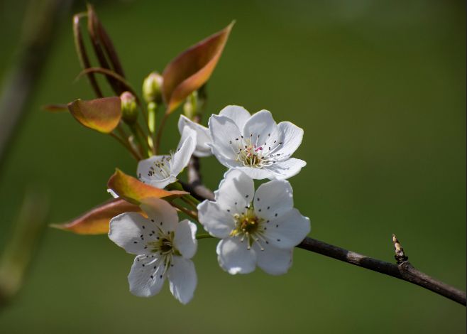 尼康70-300镜头对焦不清楚怎么办,尼康70-300不带防抖镜头怎么样