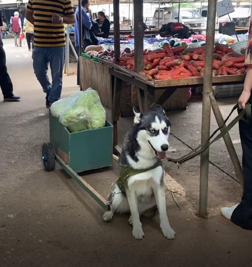 这才是哈士奇的正确打开方式热搜,这才是哈士奇的正确打开方式拉船