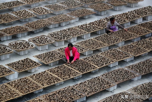 人工种植羊肚菌从根部坏什么原因,羊肚种植是不是骗人的