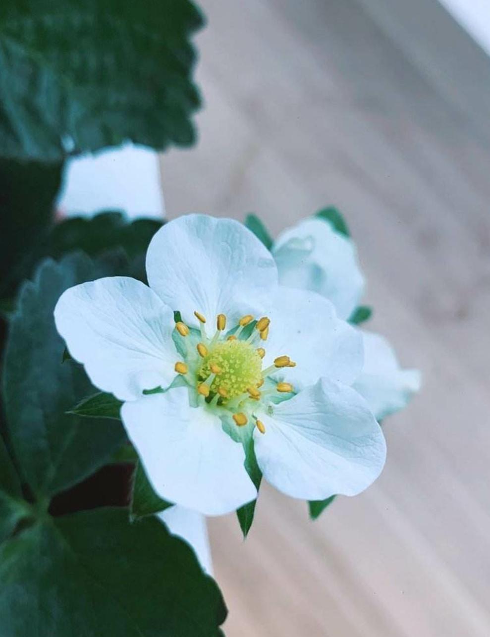 阳台草莓怎样结果大而且甜,草莓放室内养能结果吗