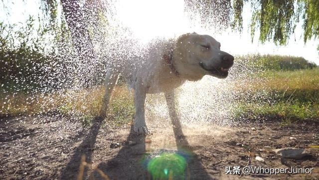 下雨天遛狗狗会生病吗,下雨天不要遛狗