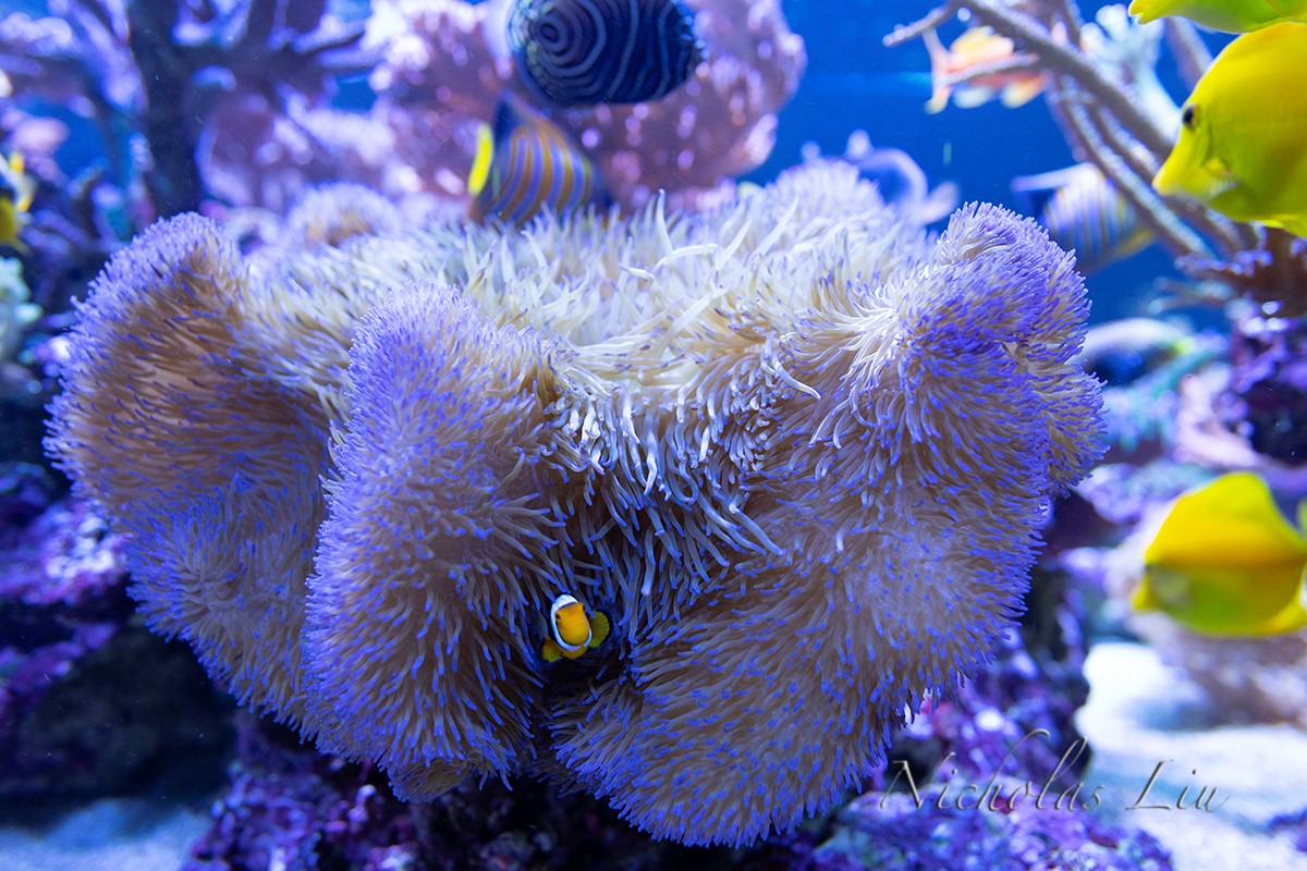 经典海水礁岩生态缸分享，180×120×60厘米三面观赏海缸