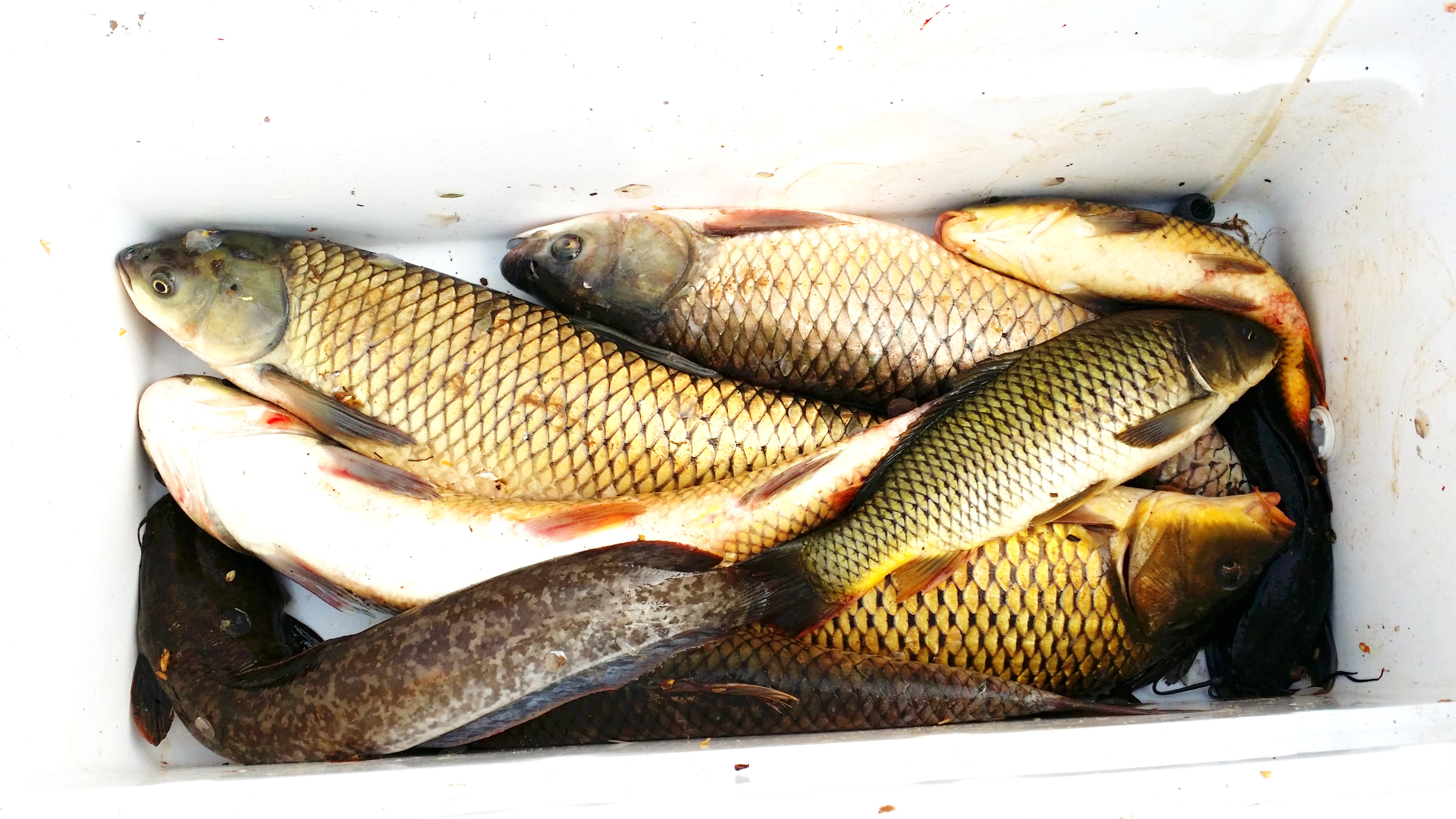 草鱼窝料水库,夏季专攻草鱼的窝料