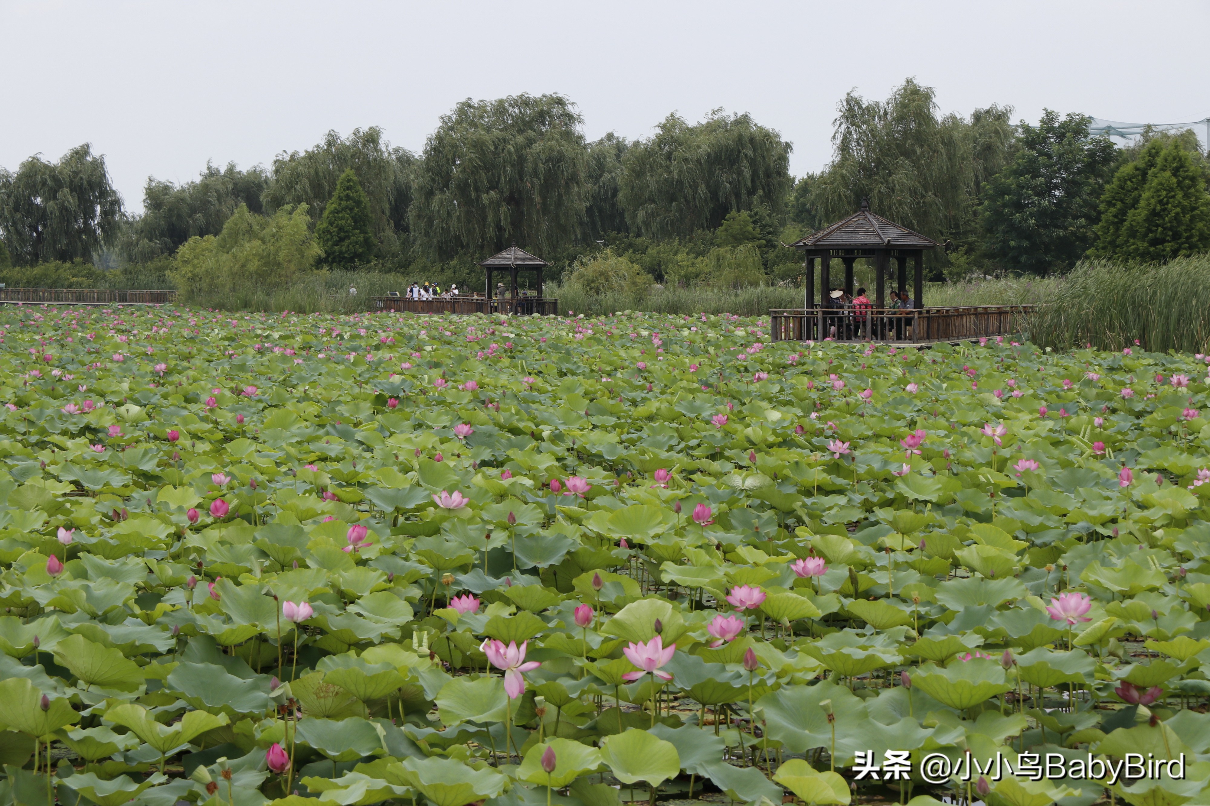 威海羊亭湿地公园,大美河畔