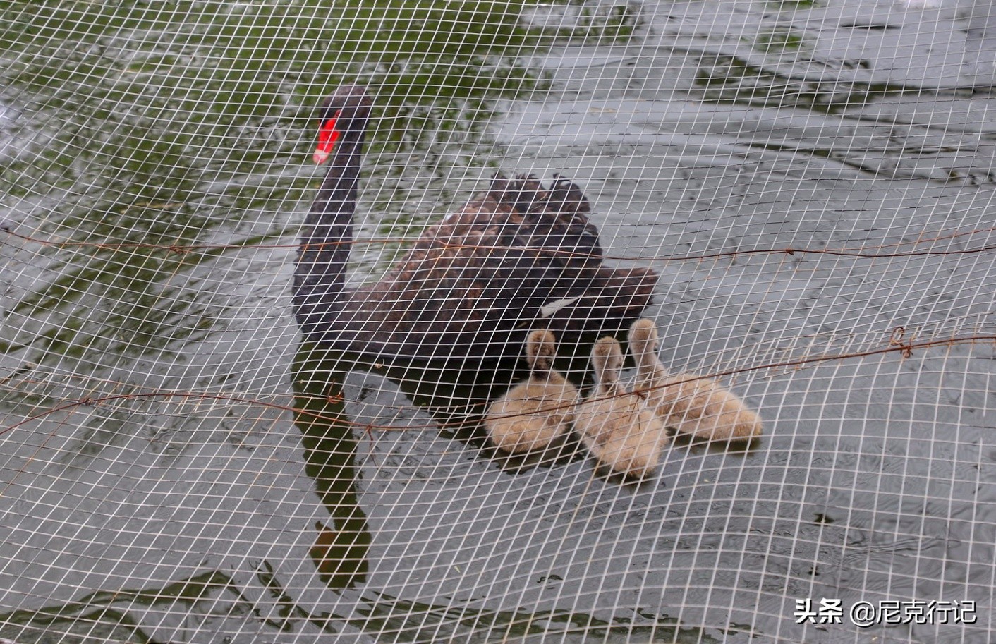 山东龙口之旅：4000头奶牛同时挤奶场面壮观，鲜奶的味道很特别