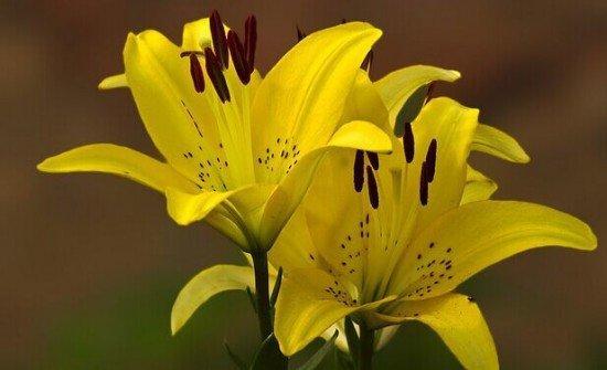 店铺摆什么植物生意好,做生意摆放植物哪些最好