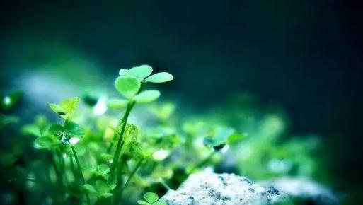 恐龙时代的化石植物,恐龙活化石植物