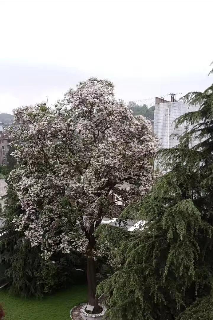 扎根才能成长,扎根土壤才能向上生长