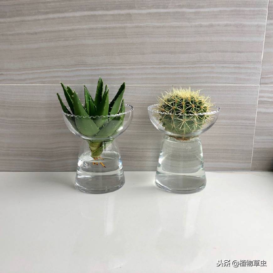 水培芦荟发黄是怎么回事,水培芦荟根部烂怎么救活