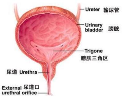 女性膀胱生理学解剖结构,膀胱和前列腺之间解剖结构