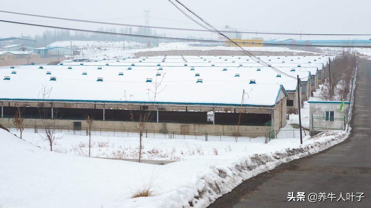 投资6万养羊还是养牛赚钱呢,养牛赚钱吗养200头牛一年能挣10万