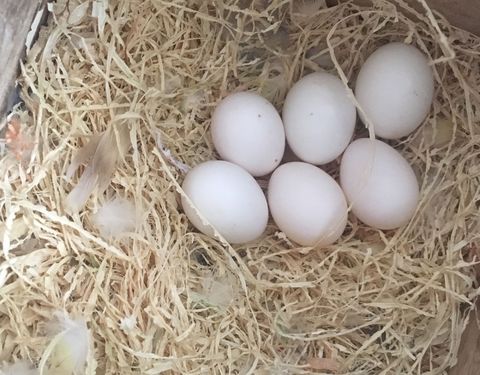 牡丹鹦鹉不下蛋小妙招,家养鹦鹉不下蛋怎么回事