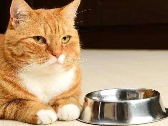 猫得了多囊肾怎么办,猫咪遗传性疾病都有哪些