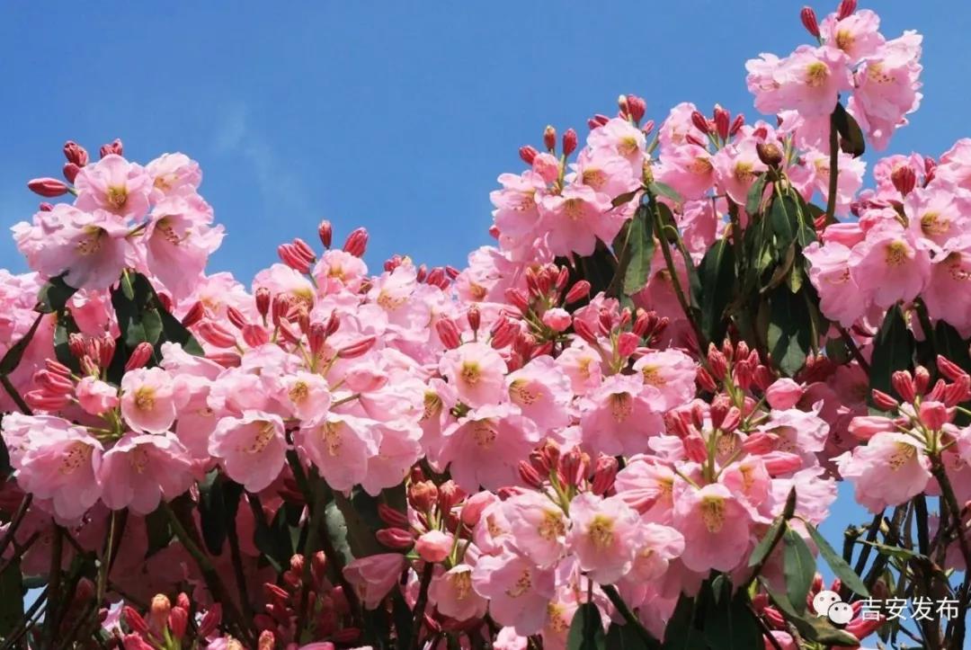 国内100条精华自驾路线地图攻略,江西旅游一条线攻略