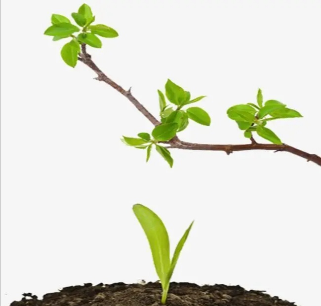 精油成分分类,精油的分类与用法大全