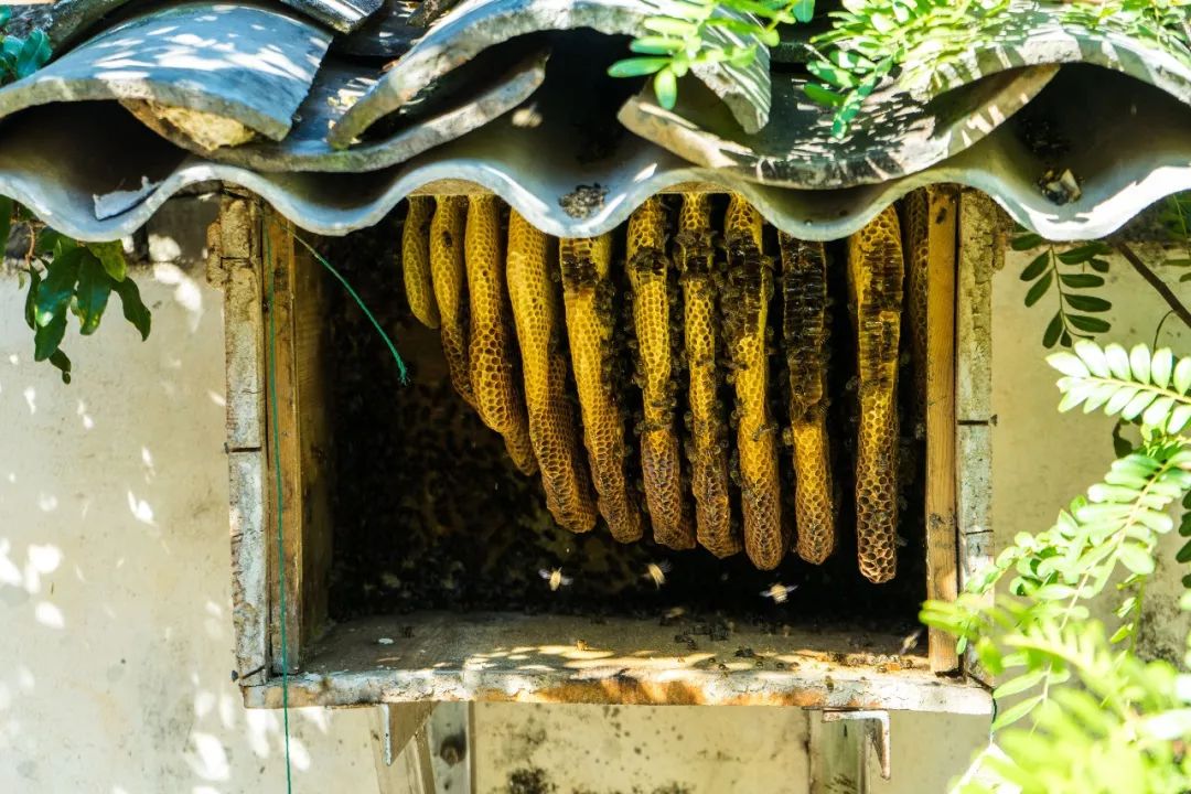 土蜂蜜取蜜全过程,土蜂蜜正确取蜜方法
