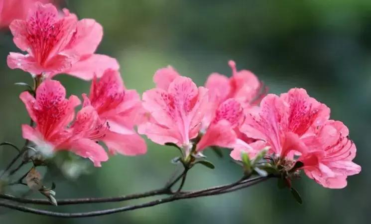 双流空港秘密花园,双流不要门票的公园