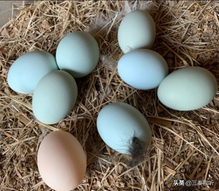 赏千年陶谷观魅力黑瓷品尧头南关瓷坊“三八席”