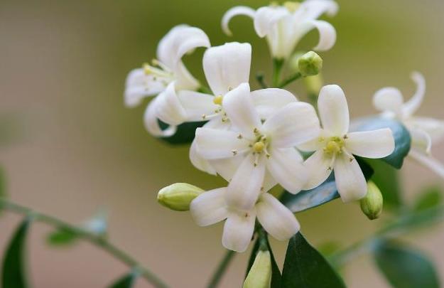 好养又好看的九里香，了解养护，叶色浓绿花香满屋，比绿萝更好养
