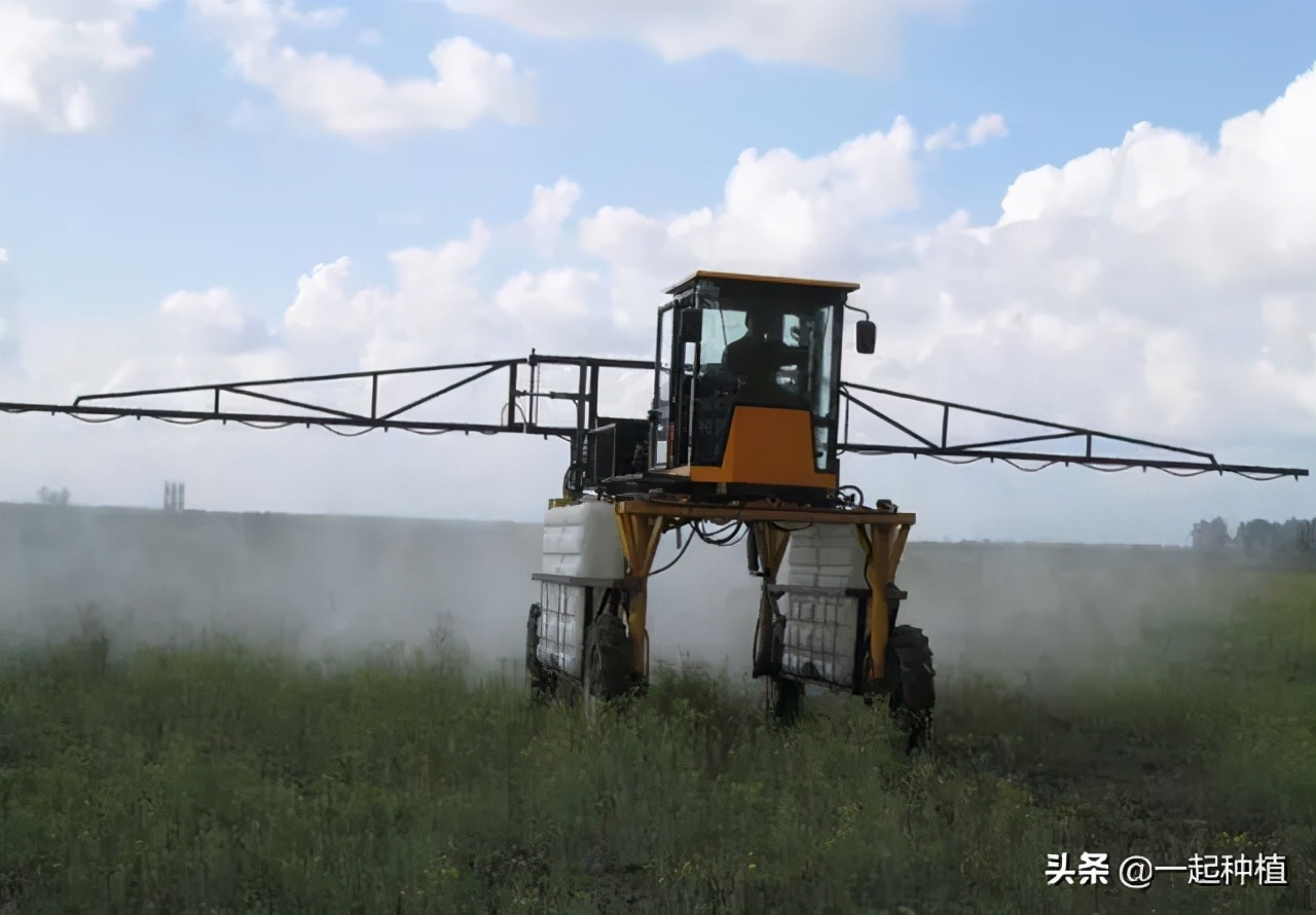 粉虱危害部位,粉虱的主要特征