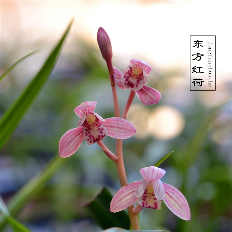 秋季适合养的花草品种大全,什么兰花开得好看又好养