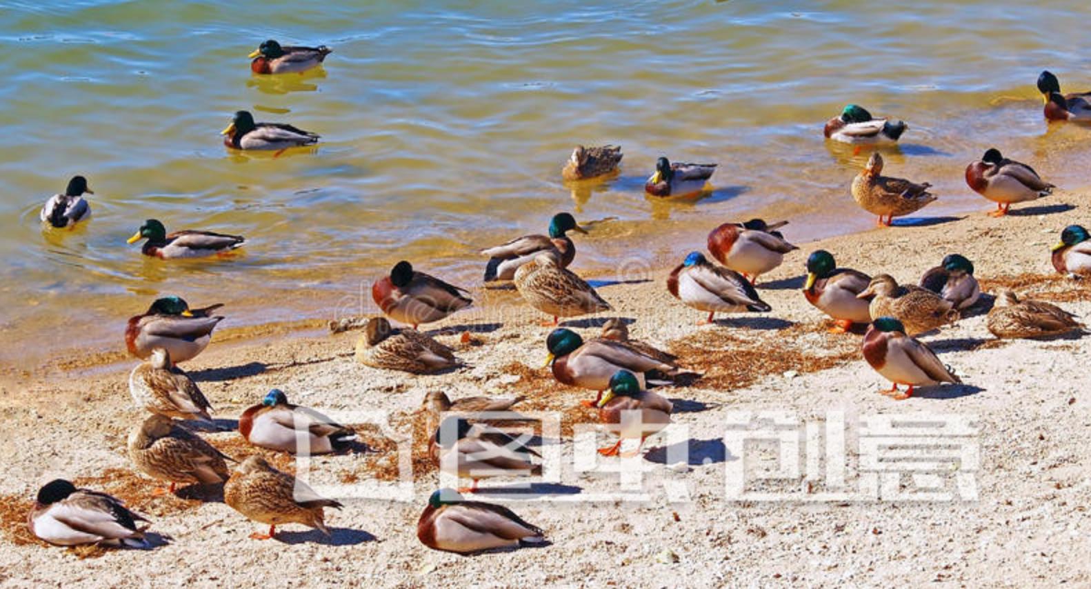 爱吃咸鸭蛋有什么危害,爱吃鸭蛋会胖吗