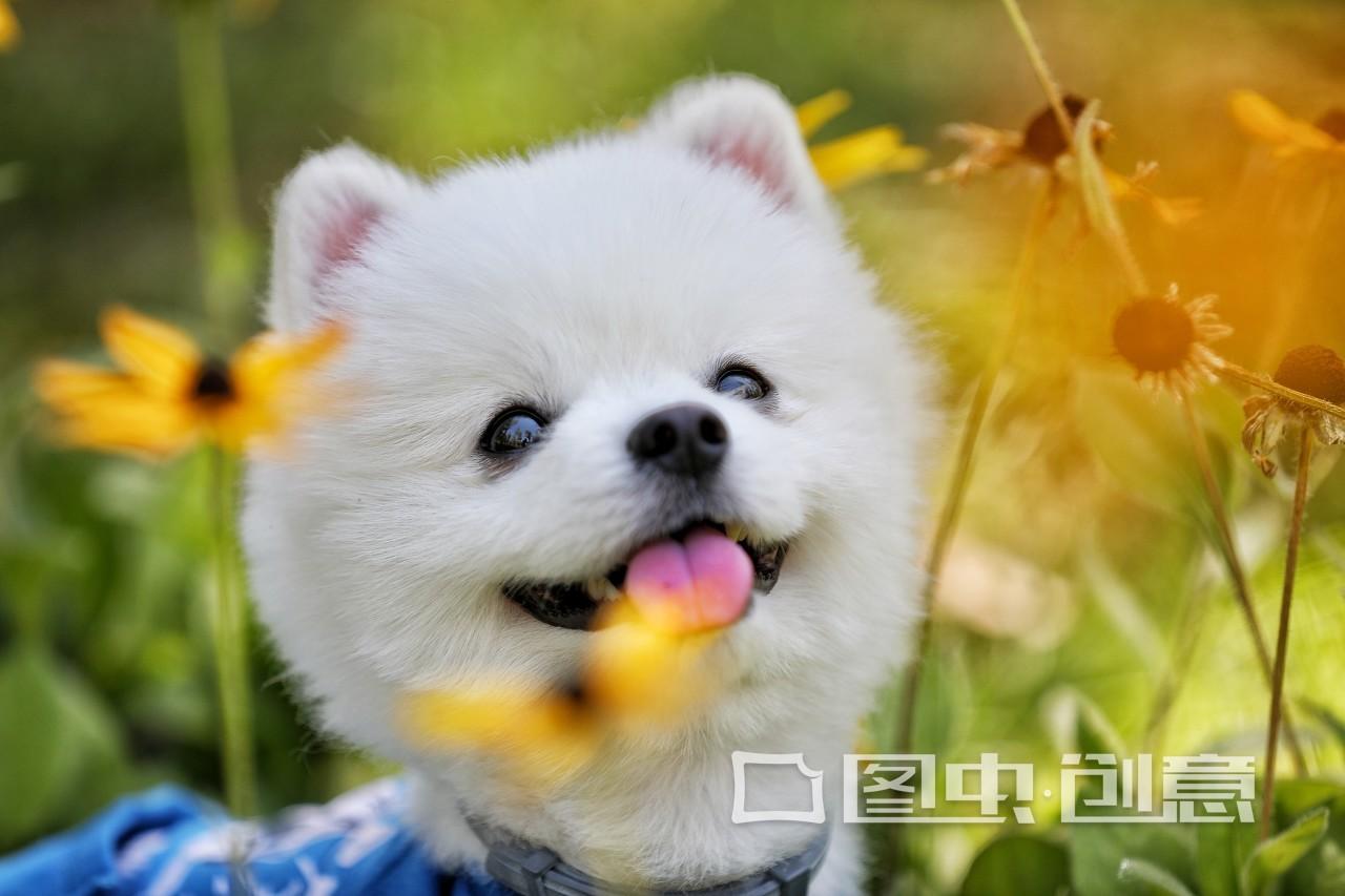 怎么给狗狗洗脚最方便,遛狗回来需要给狗狗洗脚吗