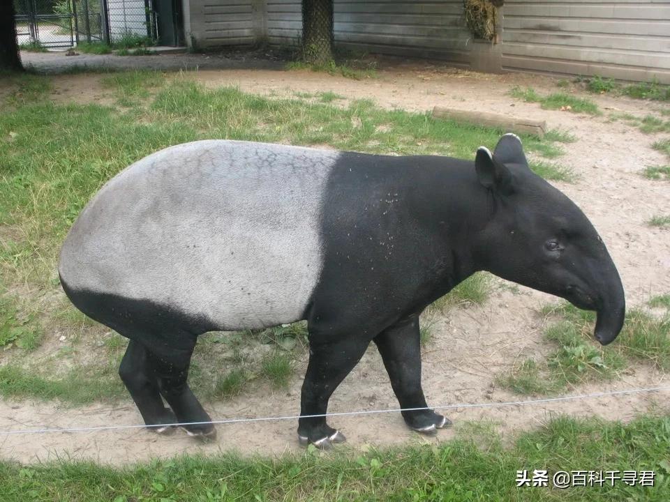 这种长着象鼻子,形似大肥猪的奇特动物,历史上曾在我国广泛分布