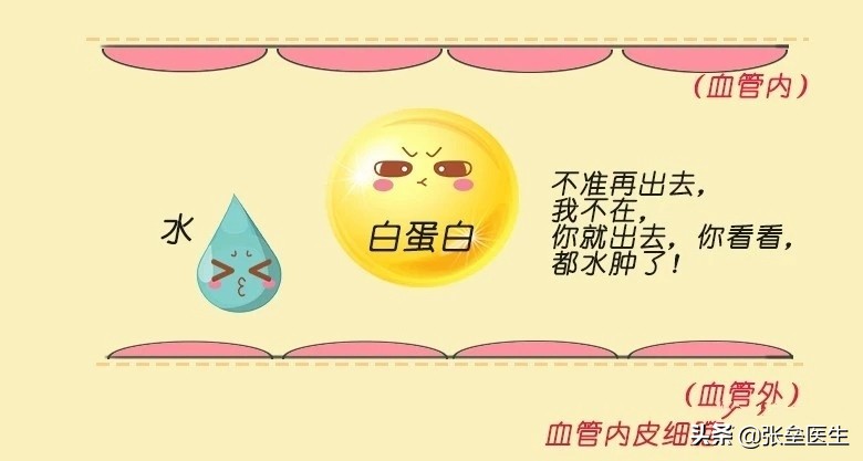 肝脏白蛋白低下是什么原因,血红蛋白低的原因及危害