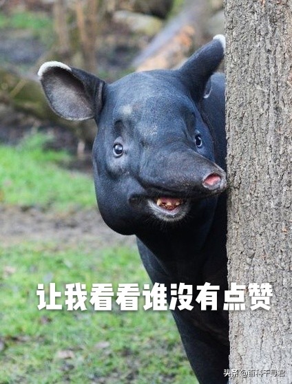 这种长着象鼻子，形似大肥猪的奇特动物，历史上曾在我国广泛分布