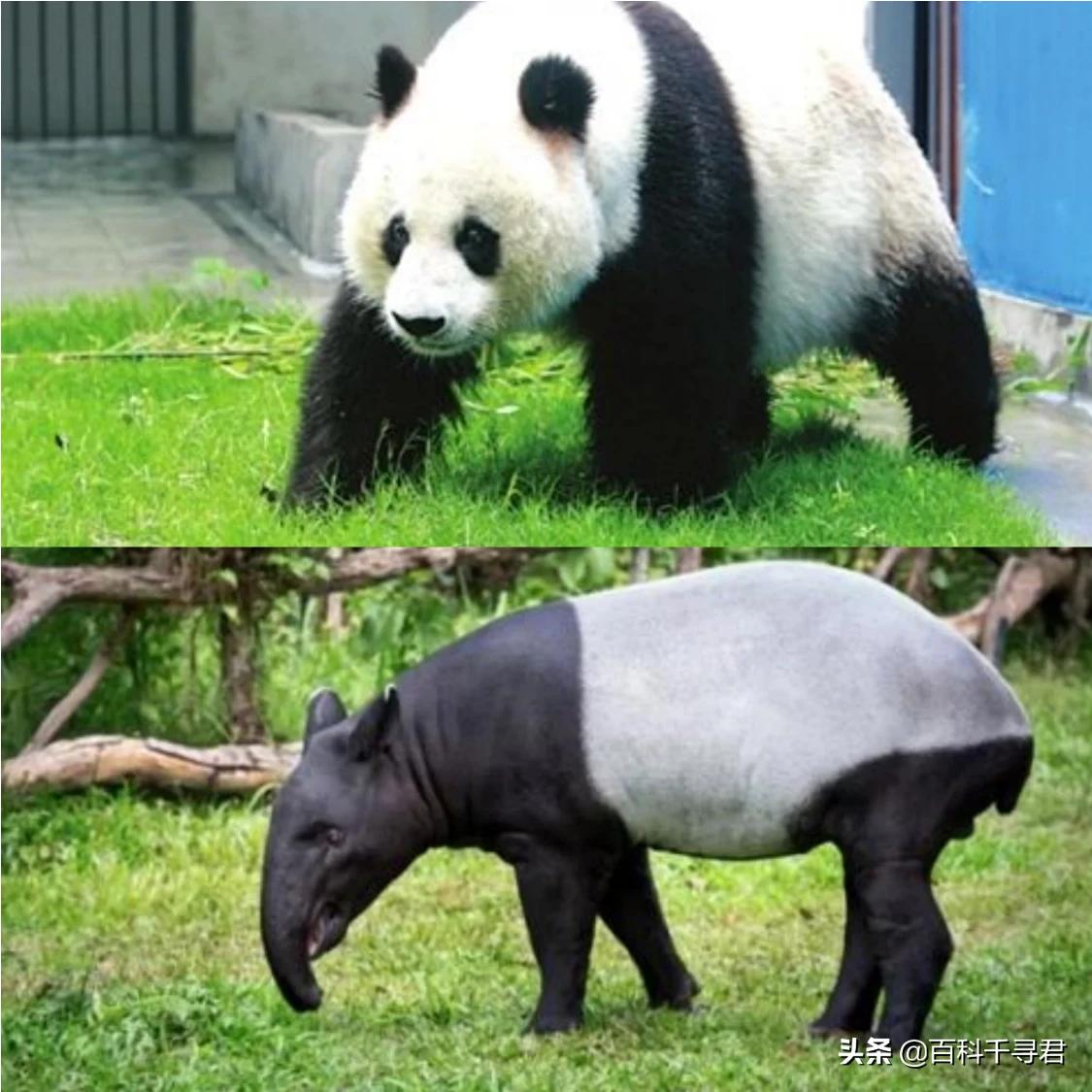 这种长着象鼻子，形似大肥猪的奇特动物，历史上曾在我国广泛分布