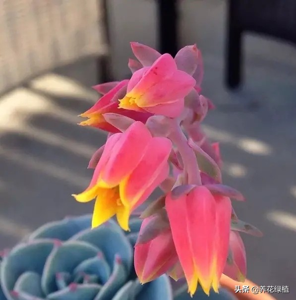 第一次养多肉，已经抽出花剑，该怎么处理好？