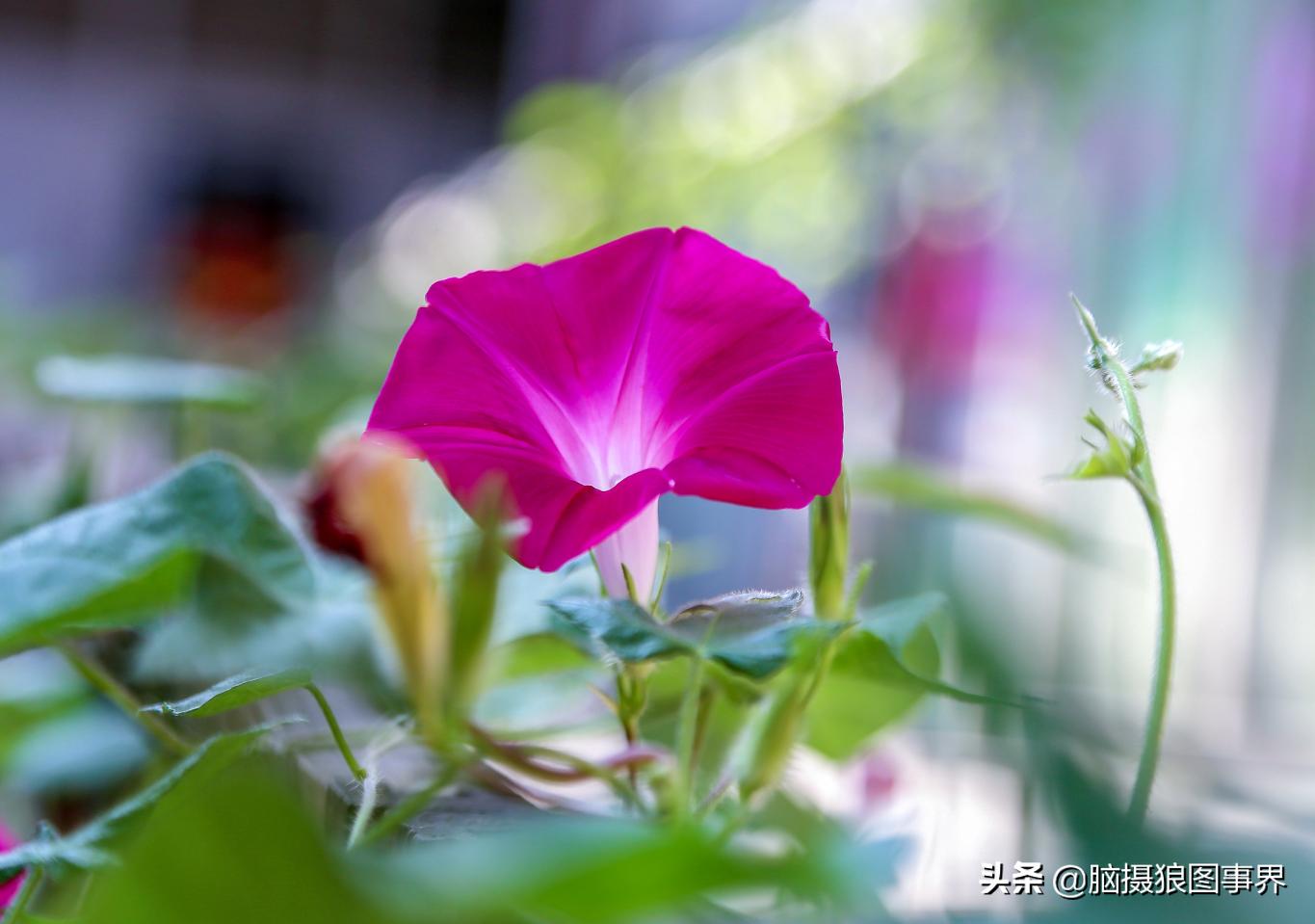 怎么拍牵牛花拍出大片的感觉,牵牛花拍照教程