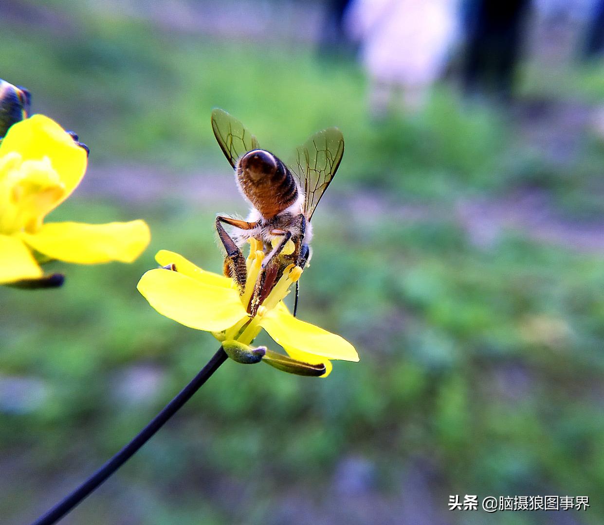 华为手机拍照微距怎么设置,手机微距拍摄技巧大全