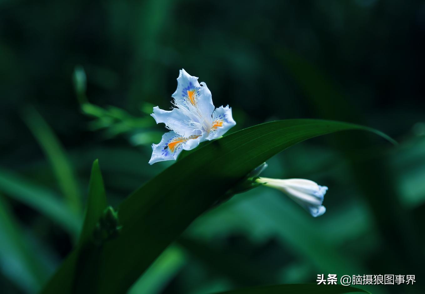 春天拍摄的绿叶怎么拍,春天的花朵怎么拍摄照片