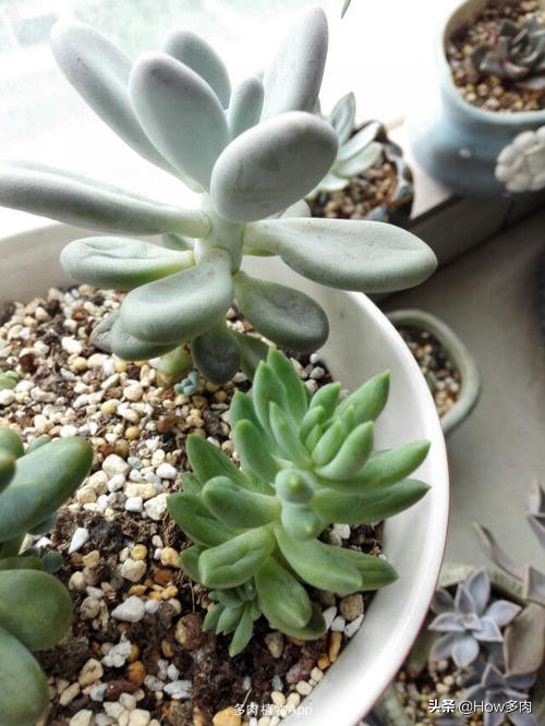 多肉长高叶片分散怎么处理,多肉植物茎杆萎缩处理