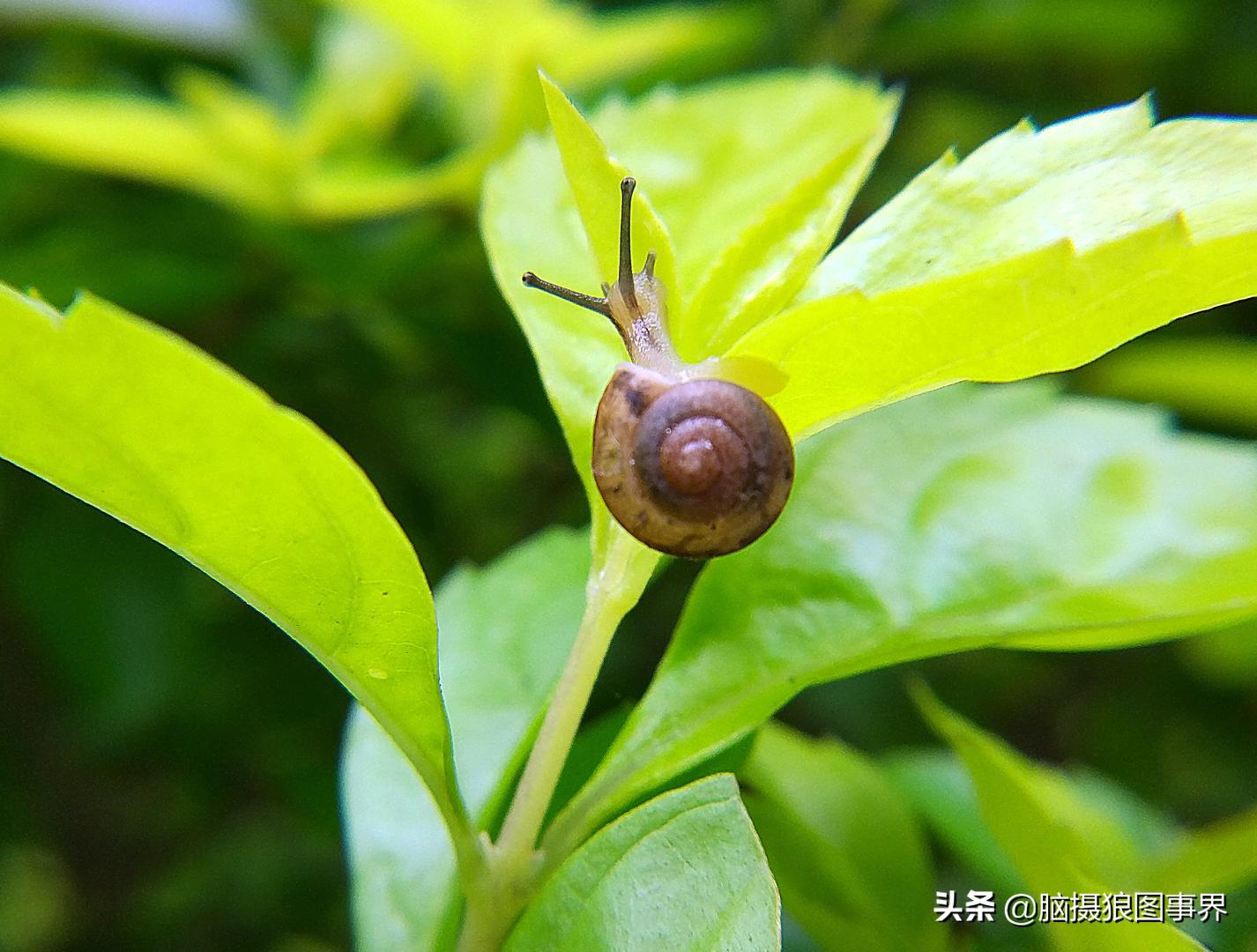 华为手机拍照微距怎么设置,手机微距拍摄技巧大全